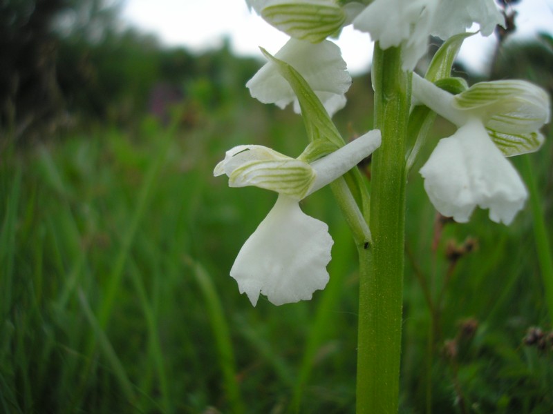 Orchis morio Albino.JPG