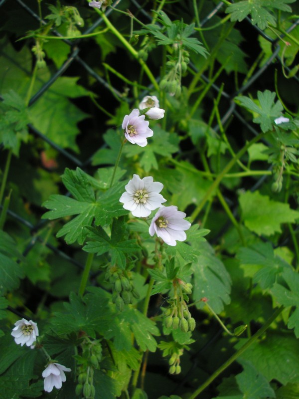Geranium pyrenaicum Albino.JPG