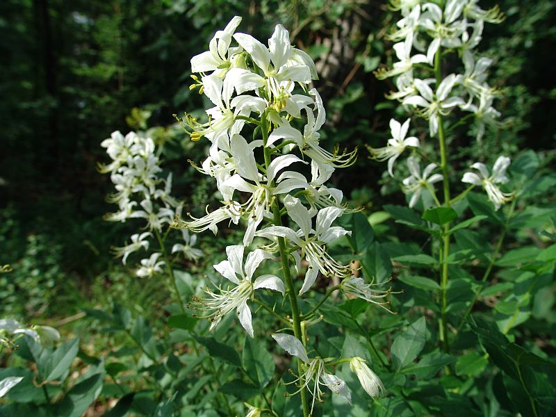 Diptam_Dictamnus albus.jpg