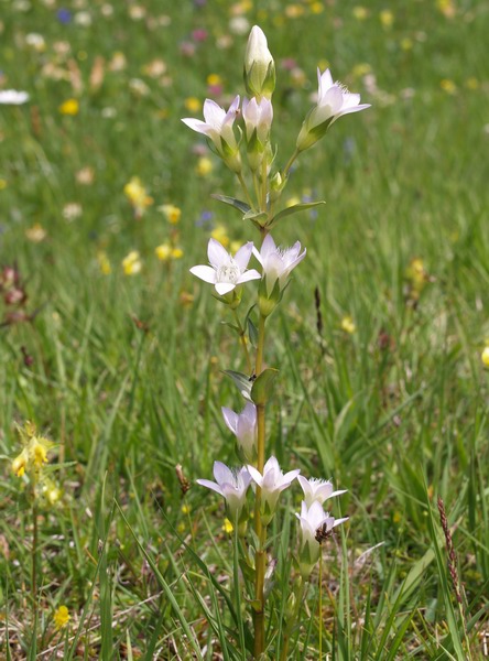 Gentianella germanica B0171769.JPG