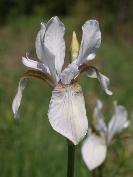 Iris sibirica B0250981.JPG