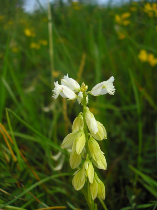 Polygala vulgaris - Gewöhnliches Kreuzblümchen.JPG