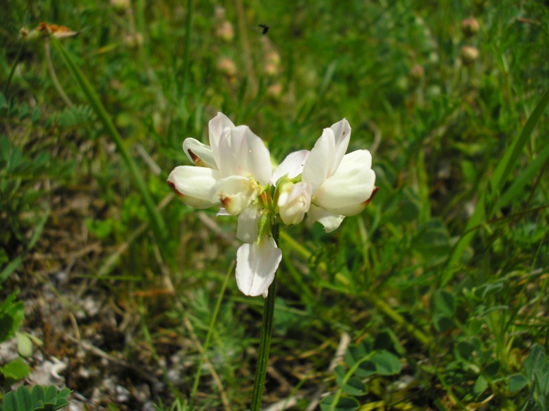 Securigera varia - Bunte Kronwicke.JPG