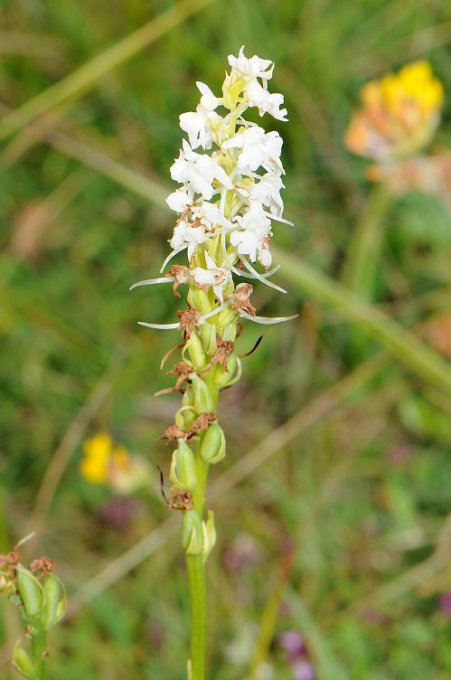 k-Gymnadenia conopsea albino2.jpg
