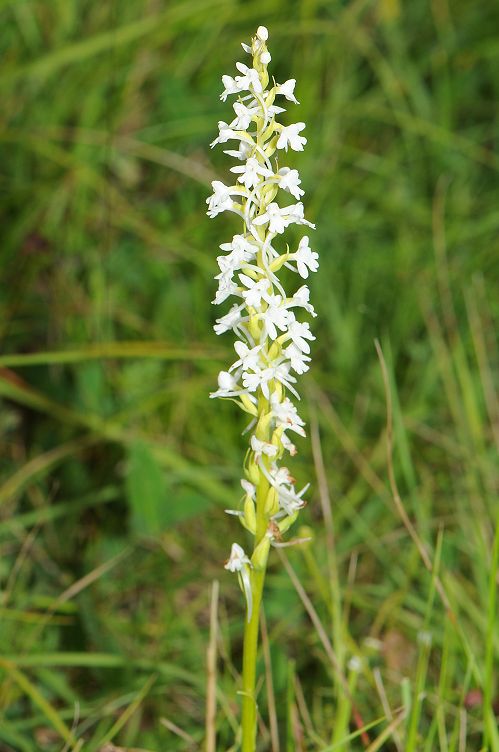 k-Gymnadenia conopsea albino1.jpg