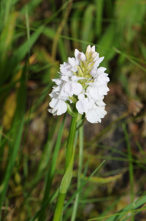 k-3885_10_Geflecktes Knabenkraut_Dactylorhiza maculata ssp maculata.jpg