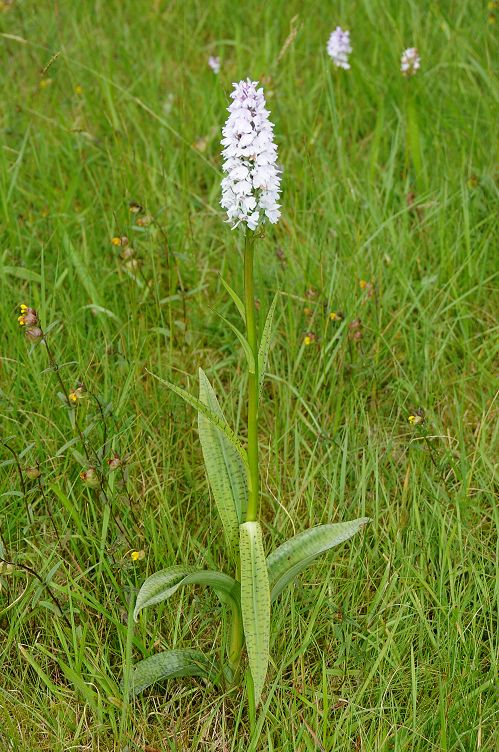 k-3885_11_Geflecktes Knabenkraut_Dactylorhiza maculata ssp maculata.jpg