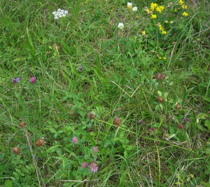 Trifoilum pratense-Population_s.jpg