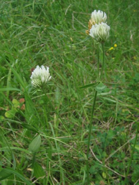 Trifoilum pratense_s.jpg