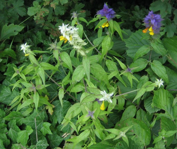 Melampyrum nemorosum_s.jpg