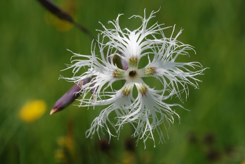 Dianthus superbus DSC_1783.JPG
