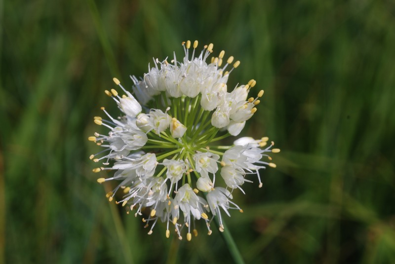 Allium suaveolens DSC_2956.JPG