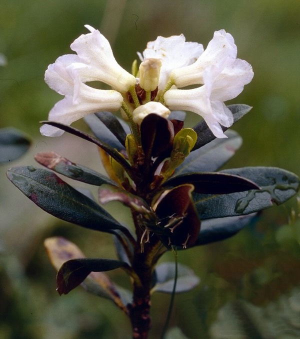 Rhododendron%20ferrugineum%20%20.jpg