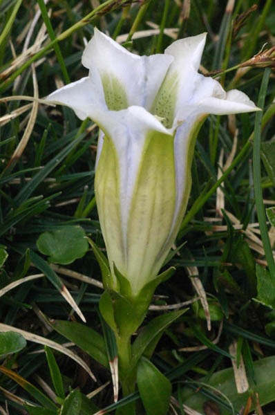 Gentiana clusii IMG_0887.jpg
