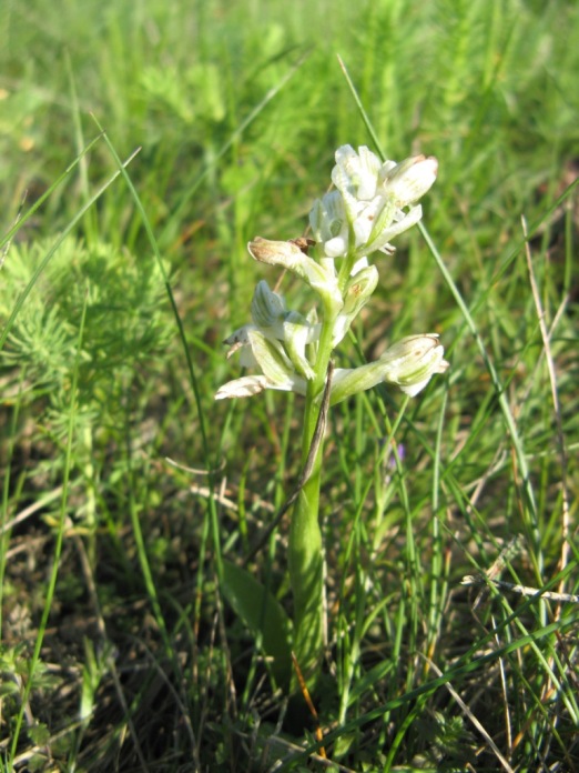 Orchis morio albino Lunzberge 2010.06.03 (21).jpg