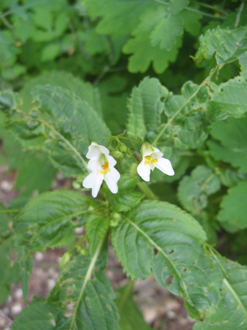 Impatiens parviflora weiß Wulkower Fließ  2010.06.12 (2).jpg