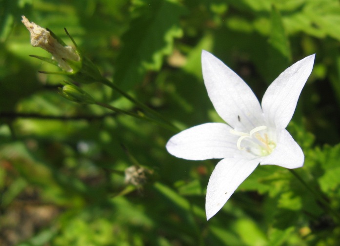 Campanula patula albino Booßener Teiche 2010.07.03 (14).jpg