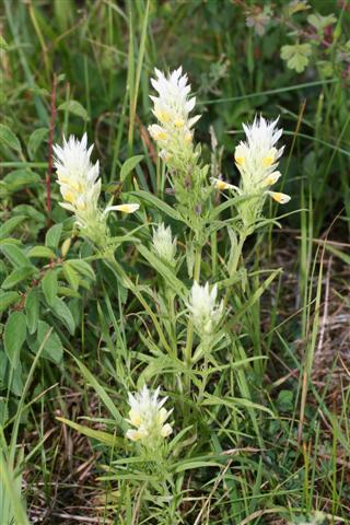 IMG_0074 (Small).JPG