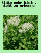 Die Blten sind so klein, da sie nicht zu erkennen sind.
Wenn die Blte dennoch zu erkennen ist, whlen Sie bitte die richtige Blte.