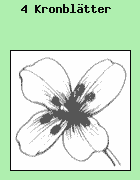 Die Blten haben 4 Kronbltter.