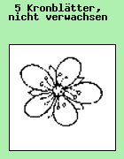 Die Blten haben 5 von einander getrennte Kronbltter