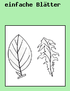 einfache Bltter