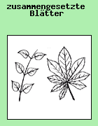 Das zusammengesetzte Blatt besteht aus wenig bis vielen einzelnen Blttchen. Zusammengesetzte Bltter knnen gefiedert oder gefingert sein.