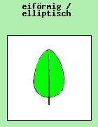 eifrmig / elliptisch