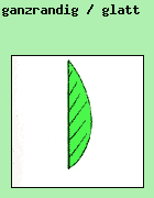 ganzrandig / glatt