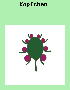 Ist die Bltenstandsachse wie beim Kolben verdickt und bleibt zudem gestaucht, so resultiert ein Kpfchen. An der Basis ist der Bltenstand oft von gedrngt stehenden Hochblttern, dem Hllkelch (= Involukrum) umgeben.