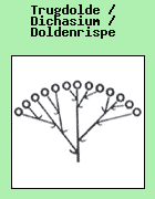 Trugdolde / Dichasium / Doldenrispe