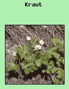 Zu den Krutern zhlen Pflanzen, deren oberirdische Teile nicht verholzen.