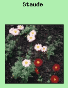 Eine Staude ist eine Pflanze, deren oberirdische Bestandteile nach der Vegetationsperiode absterben, und die in der folgenden Vegetationsperiode aus dem unterirdischen Teil, Wurzelstock genannt, wieder auslaufen.