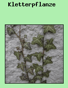 Pflanzen, die sich nicht selbst tragen, sondern an anderen Pflanzen oder Felsen halt finden, werden als Kletterpflanzen bezeichnet. Die Methode des Festhaltens reicht von Haftwurzeln (z.B. beim Efeu) bis zum Winden oder Ranken.