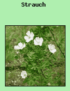 Strucher unterscheiden sich von Bumen durch ihre geringere Gre sowie die hhere Anzahl der aus dem Boden wachsenden Stmme.