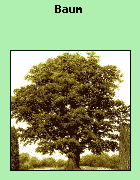 Ein Baum ist eine ausdauernde (oder mehrjhrige) Pflanze, die meist hher als 10m wird, und einen oder mehrere aufrechte Stmme hat. Der Baum wchst hauptschlich im oberen Teil der Pflanze, wohingegen ein Strauch oft von unten nachwchst.