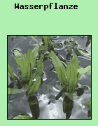 die Pflanze lebt im Wasser