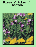 Die Pflanze wchst auf einer Wiese, einem brachliegendem Acker oder in einem Garten.