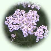 Achillea millefolium L.