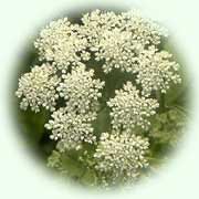 Aegopodium podagraria