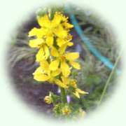 Agrimonia eupatoria