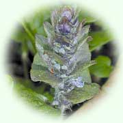 Ajuga genevensis