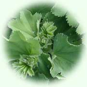 Alchemilla vulgaris