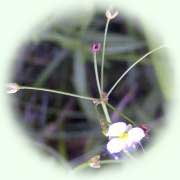 Alisma plantago-aquatica