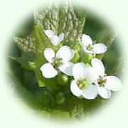 Alligaria petiolata L.