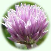 Allium schoenoprasum L.