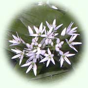 Allium ursinum L.