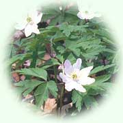 Anemone nemorosa L.