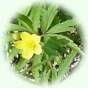 Anemone ranunculoides L.