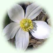 Anemone sylvestris